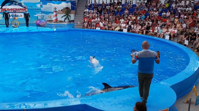 Дельфинарий Сочи Парка смотреть онлайн