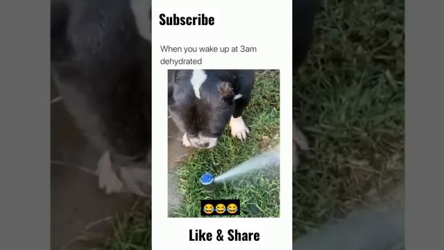 When you wake up at 3am dehydrated 😂 смотреть онлайн