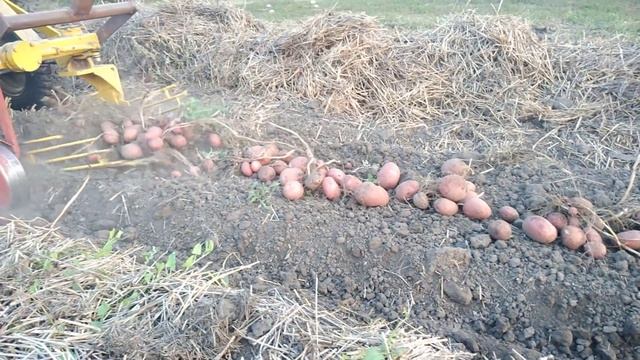 Картопля 2018 Русет Бурбанк ,Аладін смотреть онлайн