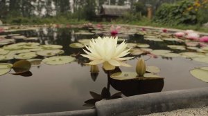 Сибирская кувшинка, нимфеи в Сибири - это просто! Или как выращивать нимфеи в Новосибирске!