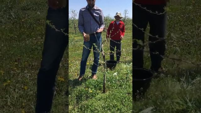 Пробуждение и активизация корневой системы фруктовых деревьев после зимы смотреть онлайн