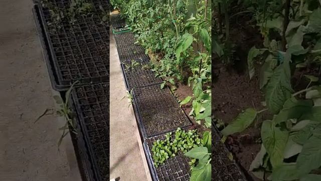 Удобряем и проводим профилактику от болезней в теплице с биокомплексом смотреть онлайн