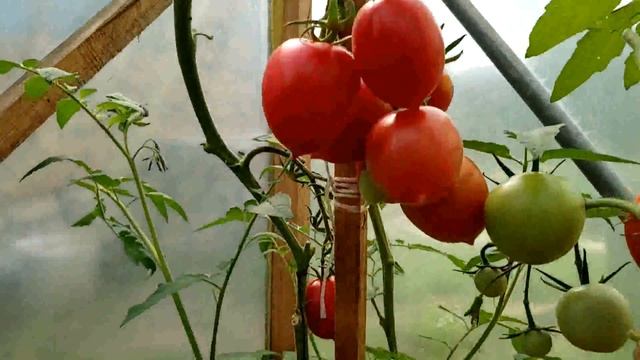 Томаты ДЕ БАРАО РОЗОВЫЙ и ДЕ БАРАО ОРАНЖЕВЫЙ смотреть онлайн