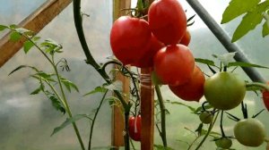 Томаты ДЕ БАРАО РОЗОВЫЙ и ДЕ БАРАО ОРАНЖЕВЫЙ