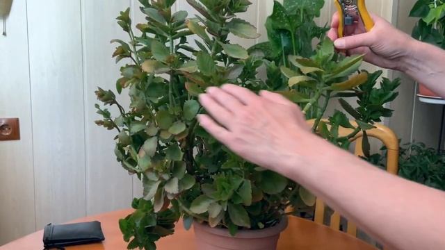 КАЛАНХОЭ обрезка. Уход за Каланхоэ после обрезки. смотреть онлайн