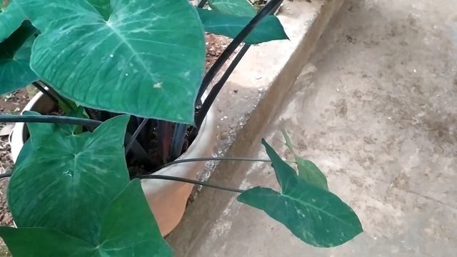 Colocasia Plants (Alu / Pathrode Leaves) - Gardening in Mangalore смотреть онлайн