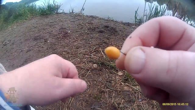 Как правильно наживить люпин на крючок. Растительные насадки смотреть онлайн