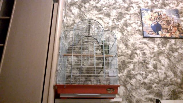 Александрийский попугай Гринни: Турист, где мои чемоданы 1 год и 2 месяца смотреть онлайн