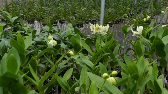 Pearl Orchids - Garden tour 1 - Orchid Garden смотреть онлайн