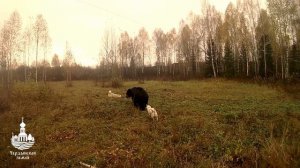 Испытания лаек по медведю 2016г.