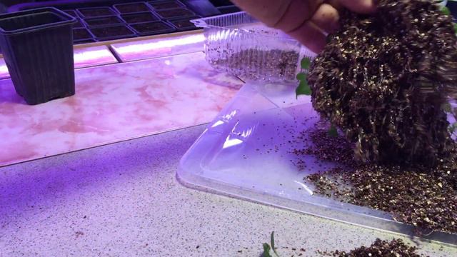 Шикарные корни у Петунии в Красном Агровермикулите #посевыввермикулит#шикарныекорни#корниза4недели#