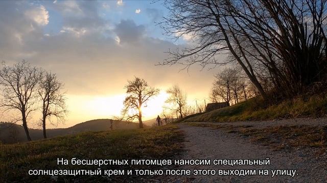 Как ухаживать за шерстью собак и кошек в летнее время? смотреть онлайн