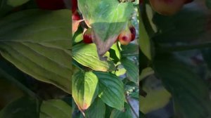 КИЗИЛ ВЛАДИМИРСКИЙ ФЕРМЕР 300 гектар САДОВ и САЖЕНЦЫ 1,5 млн Олх  12 объяв Телефон в шапке профиля