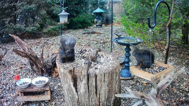 A Rainy Day With Some Soaking Wet Squirrels смотреть онлайн