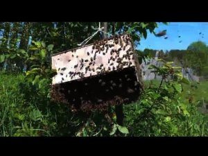 РОЕНИЕ НАЧАЛОСЬ | КАК ПОЙМАТЬ РОЙ |ПОЧЕМУ ПЧЁЛЫ РОЯТСЯ