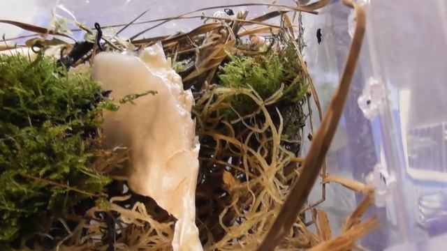 Как умирают улитки/ Морские свинки капризули смотреть онлайн