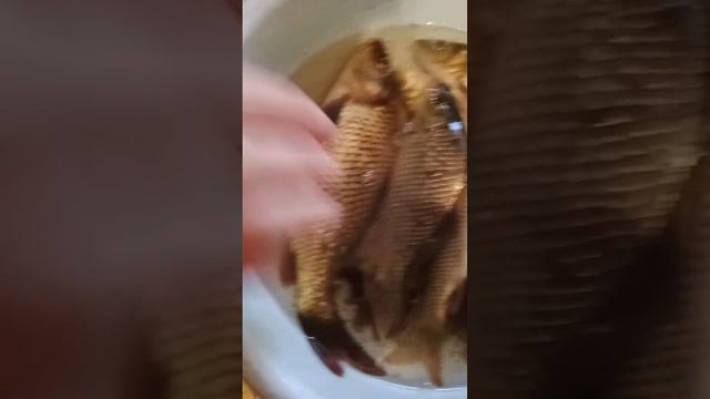 домашние рыбы