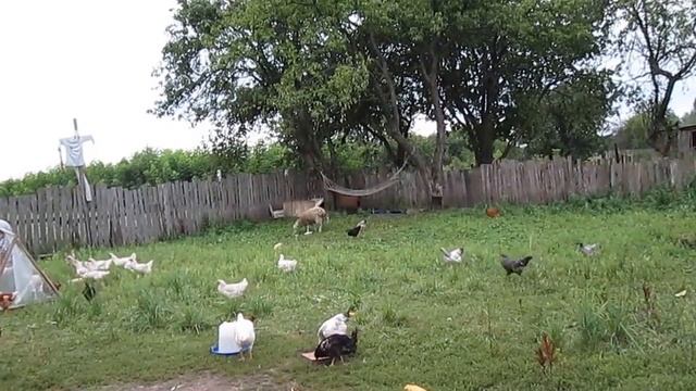 РАЗВЕДЕНИЕ КУР В ДЕРЕВНЕ .THE CHICKENS IN THE VILLAGE смотреть онлайн