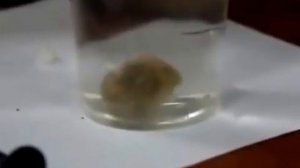 Ловля карпа  ПВА стики часть 1