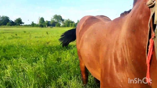 ЖЕРЕБЕЦ ПОРОДЫ БРАБАНСОН БУДУЩИЙ ПРОИЗВОДИТЕЛЬ/stallion Brabancon Breeds