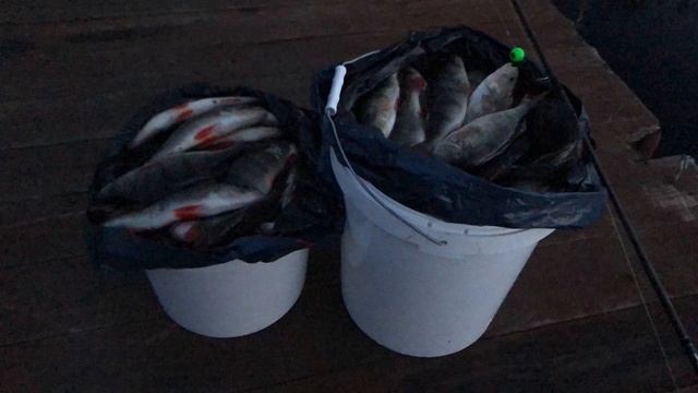 Бешеный клев окуня.Рыбинское водохранилище 2020г. смотреть онлайн