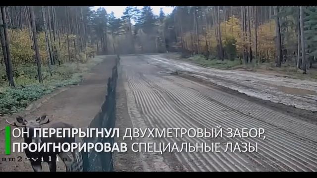 Лось пересёк границу Беларуси и Литвы смотреть онлайн