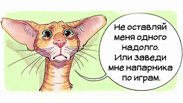 Комикс. чем отличаются породы кошек. смотреть онлайн