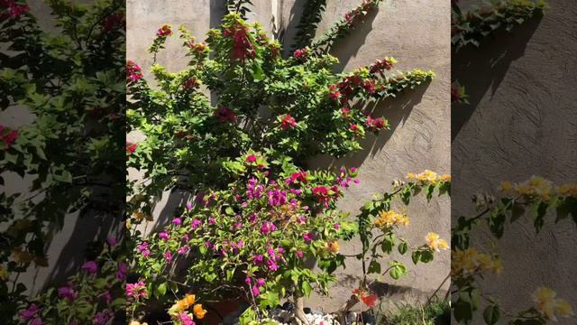 My Bougainvillea Wonderland смотреть онлайн
