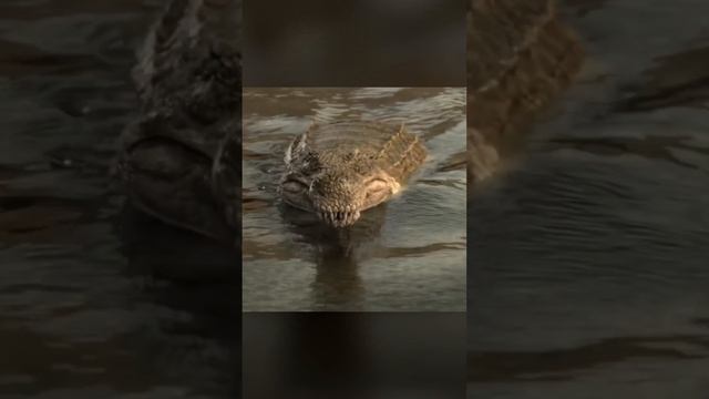 Саркозух самое большое существо в мире! #shorts смотреть онлайн