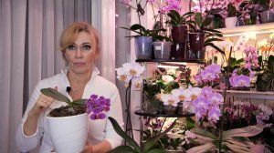 «Корица на орхидеях ПРАВДА ПОМОГАЕТ?» ПОТЕРЯЕТЕ ВРЕМЯ - ПОТЕРЯЕТЕ ОРХИДЕЮ!/Я их вылечила, НО НЕ...