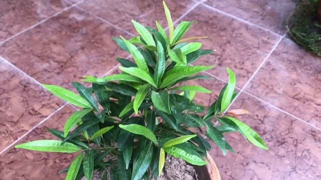 Red Tip photinia , Red robin plant Urdu/ Handi смотреть онлайн