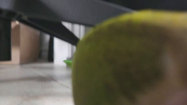 PARROT PLAYING WITH TOYS | Compilation | LAGO THE QUAKER PARROT | PARROT TV FOR YOUR FLOCK