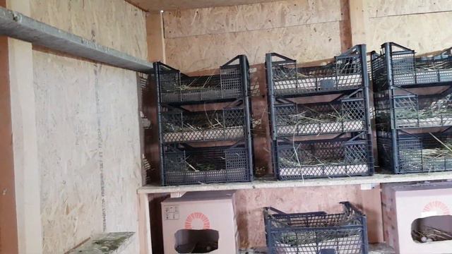 12.02.19. Сделал немного гнёзд. смотреть онлайн