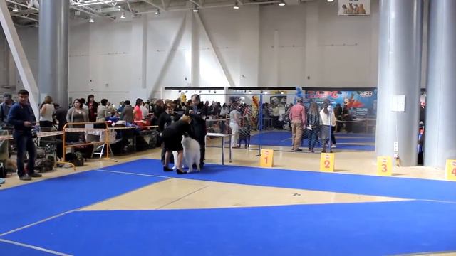 Самоед Огонь Ямала,Гарри Поттер,Омск 11 мая 2013,ЦАЦИБ смотреть онлайн