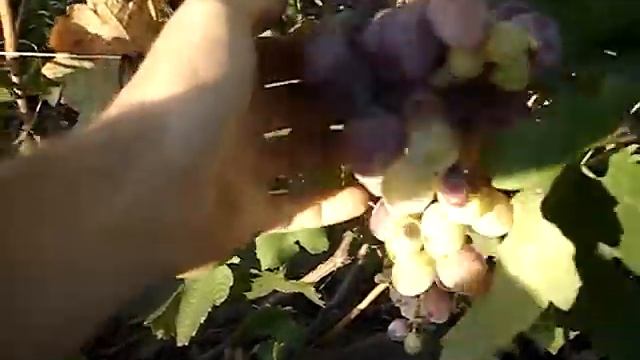 Сорт винограда Атаман 2015 смотреть онлайн