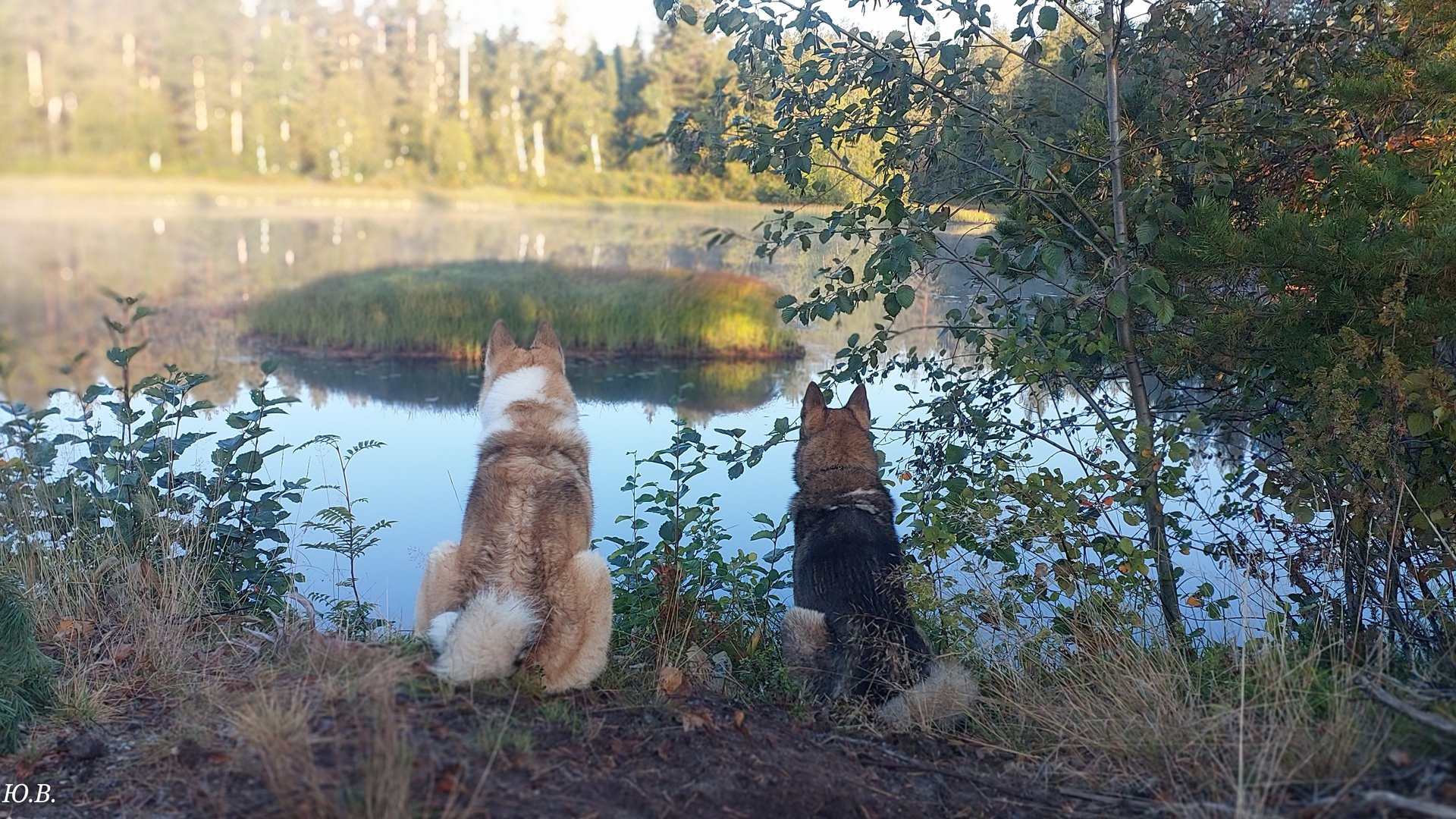 Активное утро в тайге