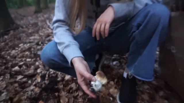 Білі гриби, Гливи. Грибний влог. смотреть онлайн