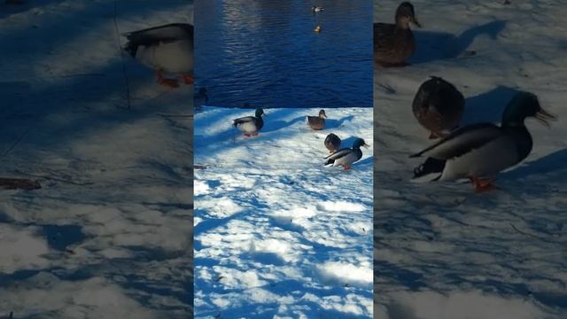 Деловитые уточки собирают крошки на берегу озера Сестрорецкий Разлив смотреть онлайн