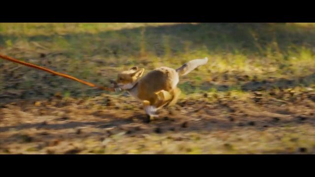 Мой дикий друг |Трейлер | В кино с 8 августа смотреть онлайн