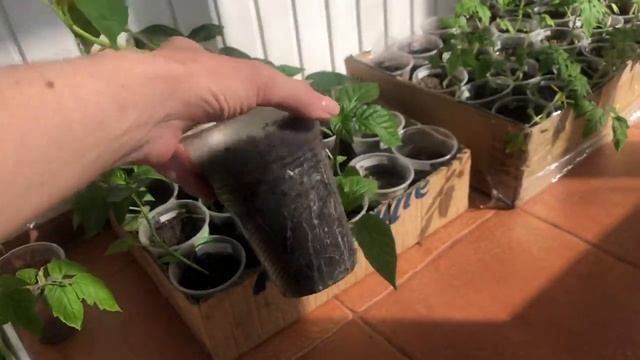 Рассада помидоров, перцев и огурцов без заморочек! смотреть онлайн