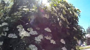 Бузина чёрная - листопадный кустарник, вид рода Бузина семейства Адоксовые. Цветение чёрной бузины