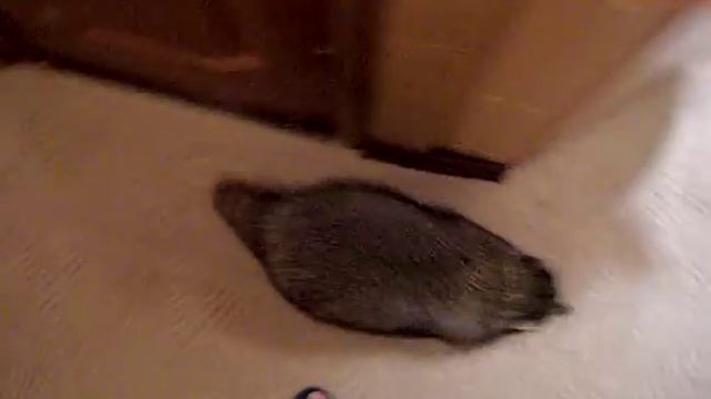 ЕНОТ И БЕСИЛКИ смотреть онлайн