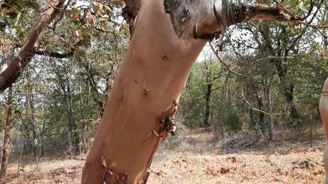 Чай из коры земляничного дерева Pacific Madrone смотреть онлайн