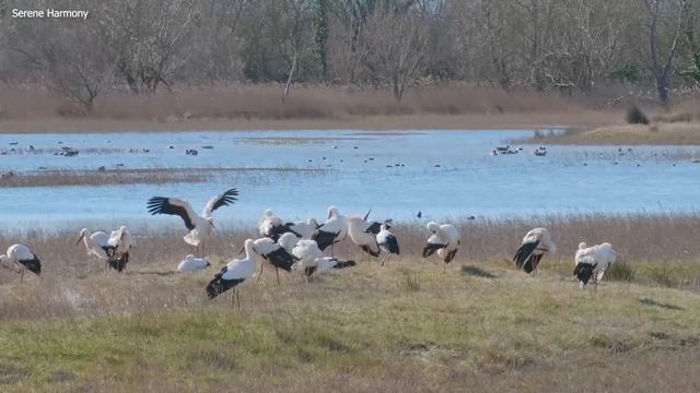 Музыкальный побег: фортепианная музыка и красота природных пейзажей #3 смотреть онлайн