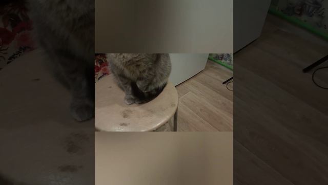 В память о нашем хвостатом Малыше . Ветеринарная клиника Самарская лука ее погубила. смотреть онлайн