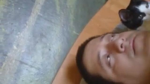 Любовь кота к хозяину смотреть онлайн