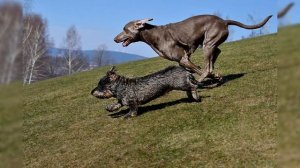 Веймаранер. Плюсы и минусы, Цена, Как выбрать, Факты, Уход, История