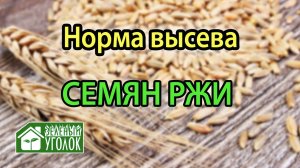 Рожь: норма высева