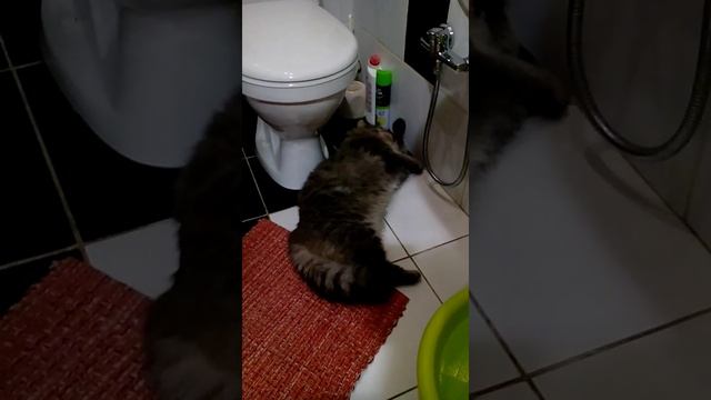 Кот любит запах хлорки смотреть онлайн