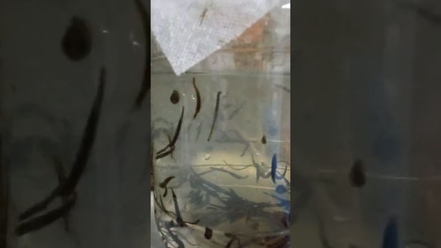 выращивание пиявок дома.Результат кормления нитчатки и пиявок второго кормления. смотреть онлайн